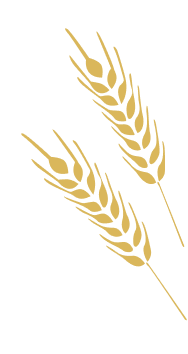 画像：小麦の穂